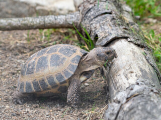 Small Tortoise Climbing Over a Fallen Log