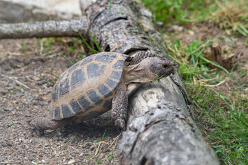 Small Tortoise Climbing Over a Fallen Log