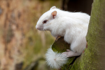 Obraz premium Albino Chipmunk Standing in a Tree