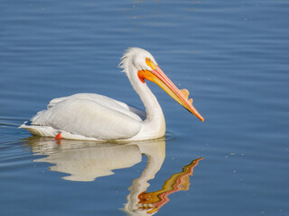Close up shot of cute Pelican swimming