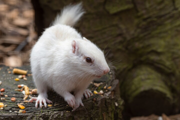 Albino Chipmunk Standing on a Tree Stump