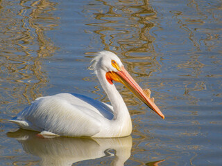 Close up shot of cute Pelican swimming
