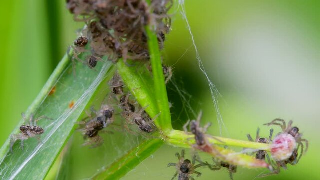 Baby of Nursery Web Spider, Pisaura mirabilis in the nest