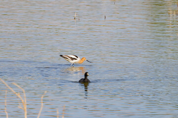 Close up shot of a cute American avocet