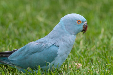 Blue Ring-necked Parakeet Walking on Grass