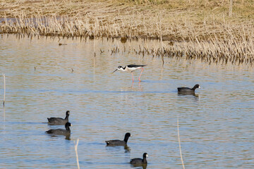 Close up shot of a cute American avocet
