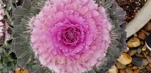 pink and white flower