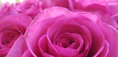 close up of pink rose bouquet