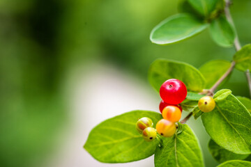 Fototapeta premium Dwarf Honeysuckle