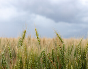 Wheat grass heads almost ready to harvest