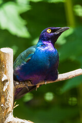 Metallic Starling Resting in the Sun