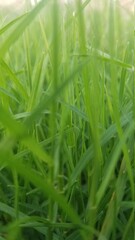 Grass