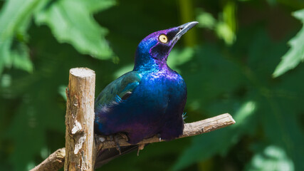 Metallic Starling Resting in the Sun