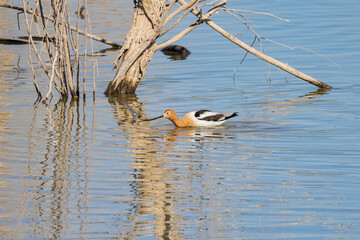 Close up shot of a cute American avocet