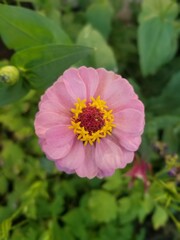 Pink Zinnia Flower