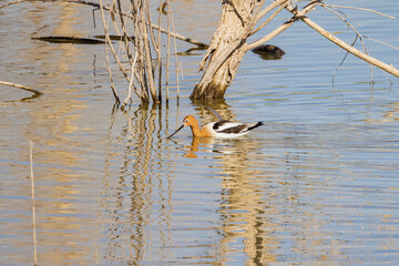 Close up shot of a cute American avocet