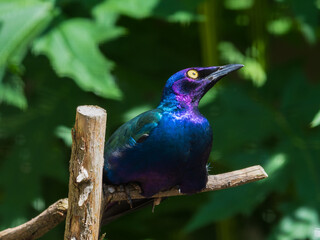 Metallic Starling Resting in the Sun
