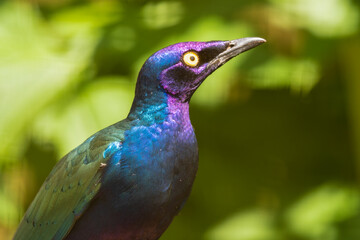 Metallic Starling Resting in the Sun
