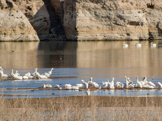 Close up shot of cute Pelican swimming