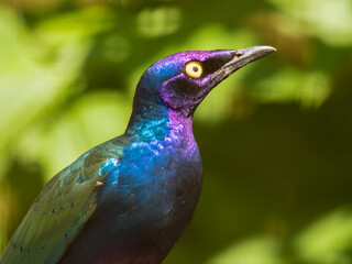Metallic Starling Resting in the Sun