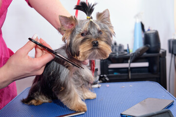 yorkshire terrier on the grooming table in the process of grooming