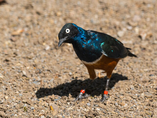 Superb Starling Standing on the Ground