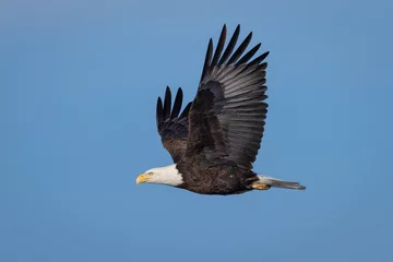 Fotobehang Flying Eagle © David