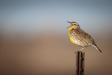 Singing Meadowlark