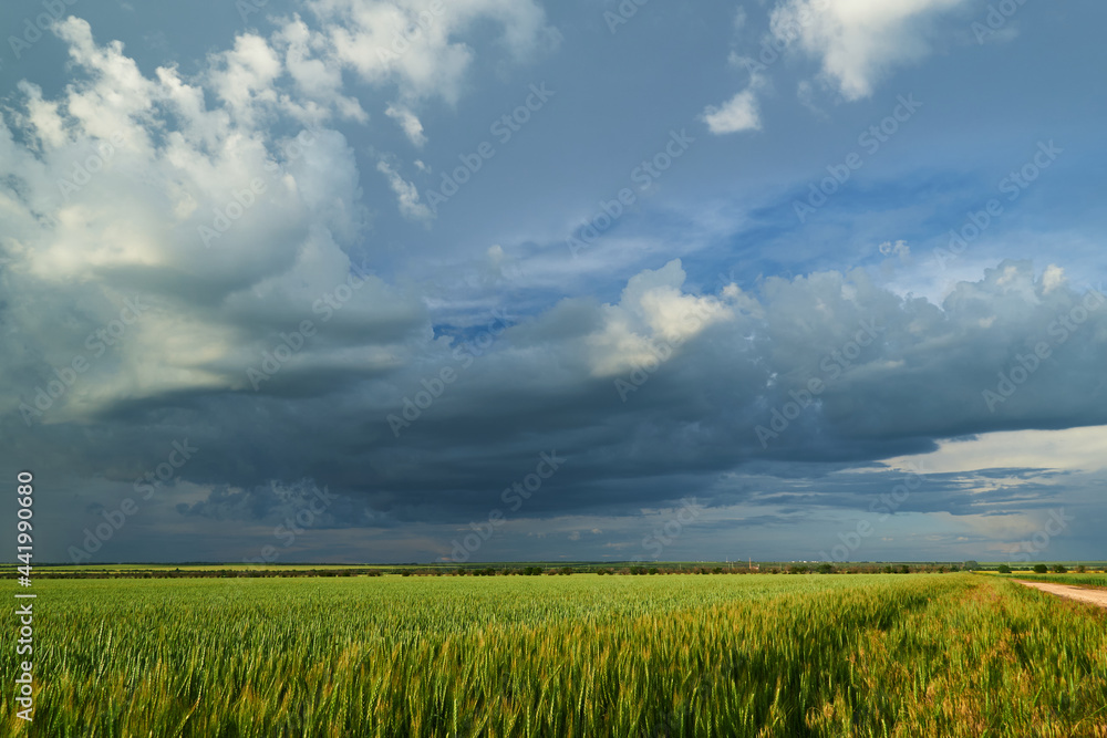 Wall mural agricultural field for growing young wheat, barley, rye. beautiful spring landscape with stormy sky