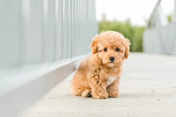 puppy poodle dog on the floor