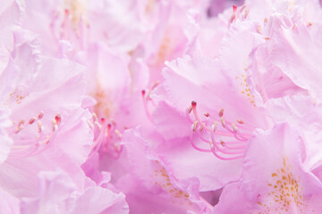 Pink floral background. A delicate pastel shade. Flower petals close-up