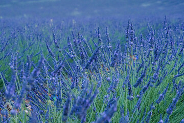 field of lavender