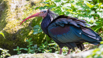 Northern Bald Ibis Standing on Grass
