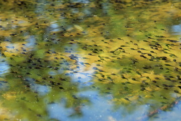 Kaulquappenschwarm in einem Teich