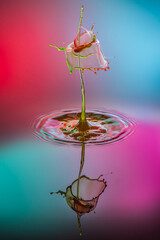 Multi-color droplet collision