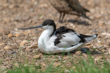 Pied Avocet Resting on the Ground