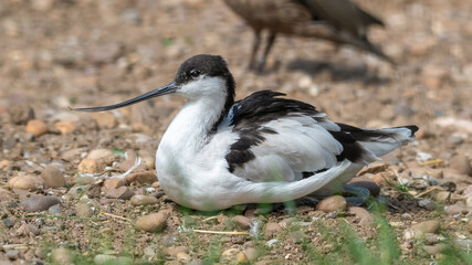Pied Avocet Resting on the Ground