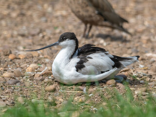 Pied Avocet Resting on the Ground
