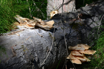 A shelf of prized oyster mushrooms grows from a fallen tree near Alaska's Reflections Lake.