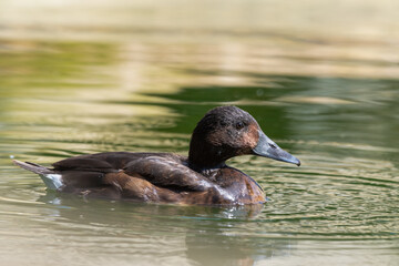 Female Smew Duck Floating on Water