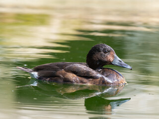 Female Smew Duck Floating on Water