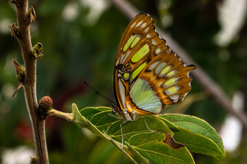 Malachite butterfly standing with wings folded on leaf. 