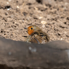 Young Robin Resting in the Sun