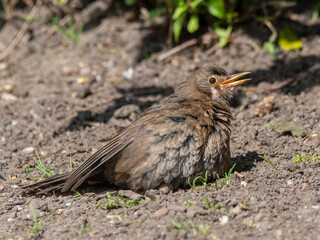 Young Female Blackbird Soaking Up the Sun