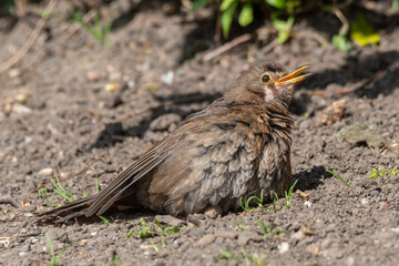 Young Female Blackbird Soaking Up the Sun