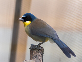 Blue-crowned Laughingthrush Perched on a Branch