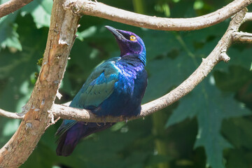 Metallic Starling Perched in a Tree