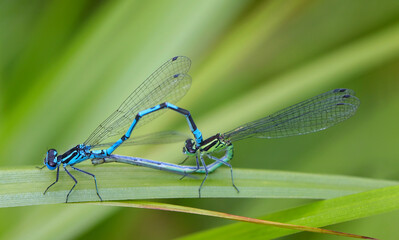 Libelle
