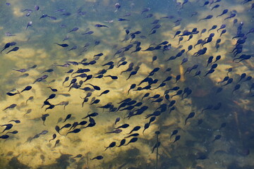 Kaulquappen in einem Teich