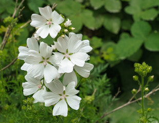 beautiful bloom of white musk mallow (Malva moschata) flowers growing wild, Wiltshire UK